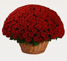 251 Премиум красная роза в Петушках Премиум букет из: Розы в Петушках